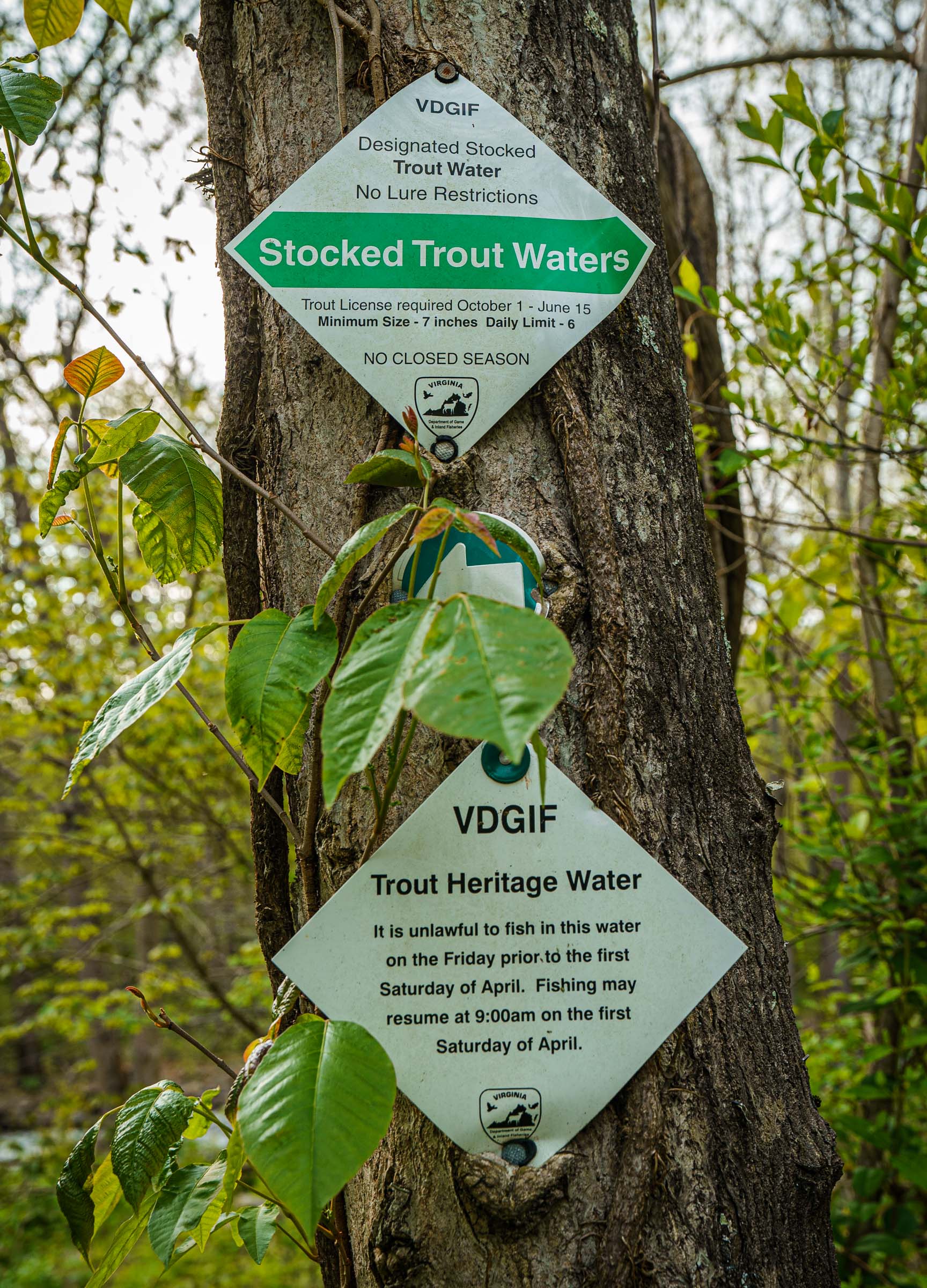 Virginia Department of Game and Inland Fisheries stocked streams