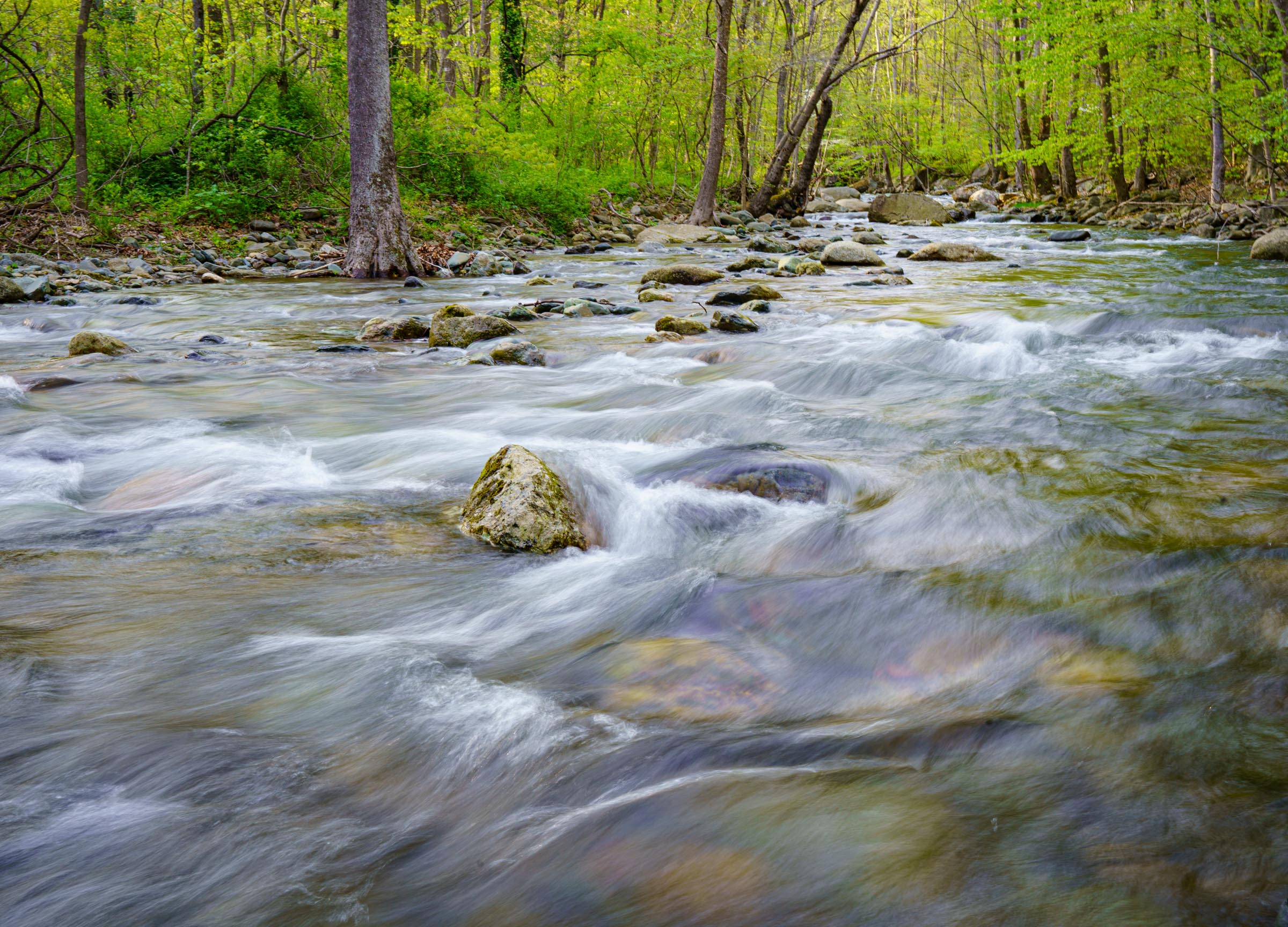 Rose River